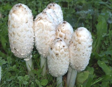  ,   Coprinus comatus